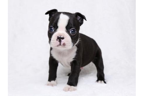 成約済の栃木県のボストンテリア-31458の3枚目