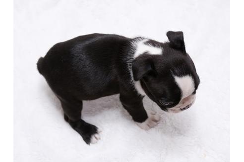 成約済の栃木県のボストンテリア-31458の4枚目