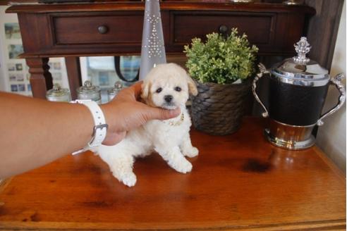 成約済の埼玉県のトイプードル-31460の1枚目