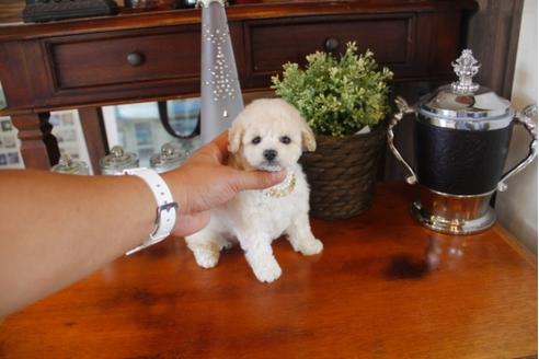 成約済の埼玉県のトイプードル-31460の2枚目