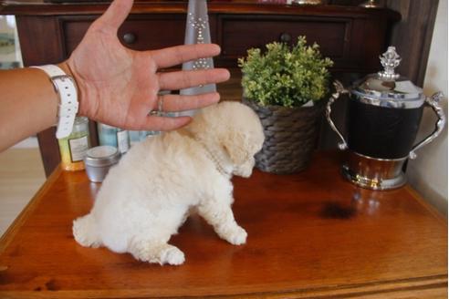 成約済の埼玉県のトイプードル-31460の3枚目