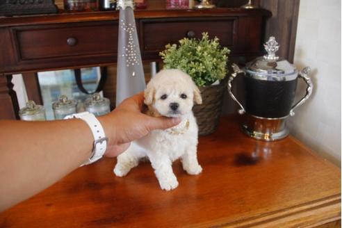 成約済の埼玉県のトイプードル-31460の4枚目