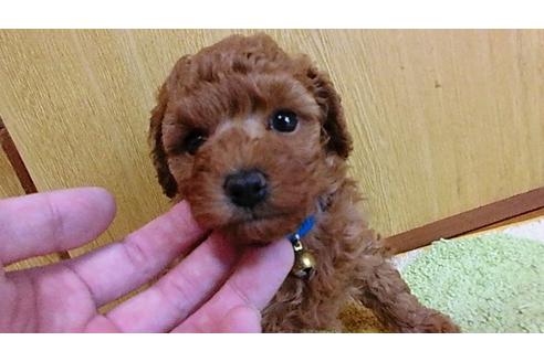 成約済の神奈川県のトイプードル-31462の1枚目