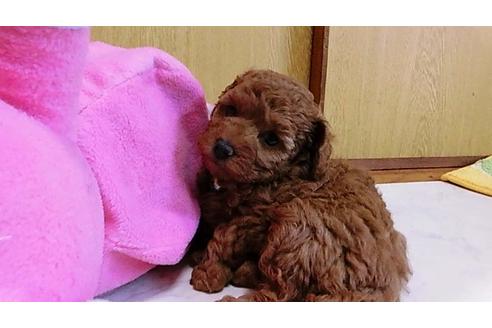 成約済の神奈川県のトイプードル-31462の2枚目