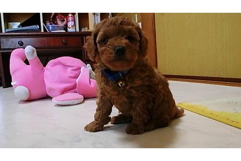 成約済の神奈川県のトイプードル-31462の3枚目
