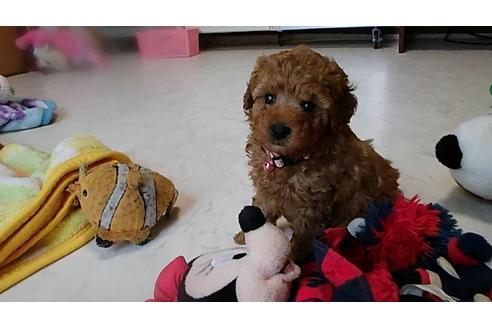 成約済の神奈川県のトイプードル-31463の1枚目
