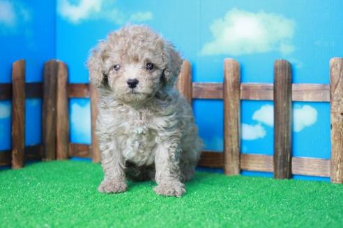 成約済の滋賀県のトイプードル-31468の2枚目