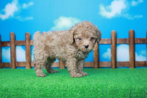 成約済の滋賀県のトイプードル-31468の1枚目