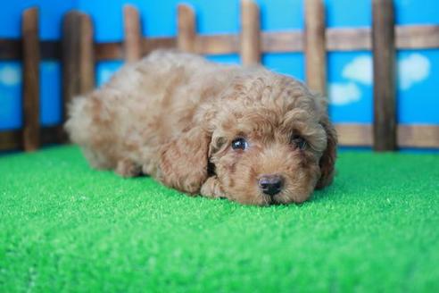 成約済の滋賀県のトイプードル-31469の2枚目