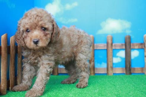 成約済の滋賀県のトイプードル-31469の1枚目