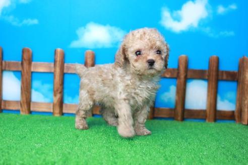 成約済の滋賀県のトイプードル-31470の2枚目