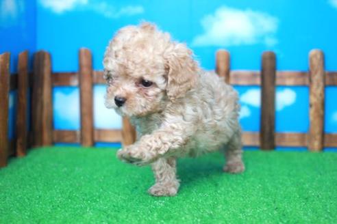 成約済の滋賀県のトイプードル-31470の1枚目