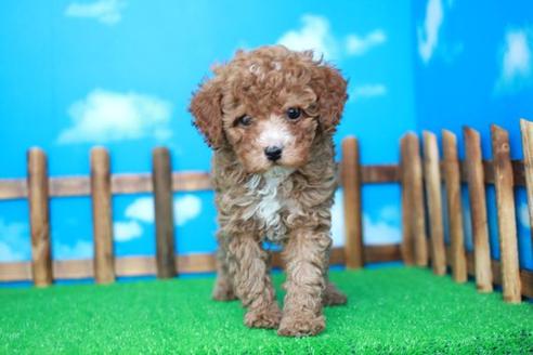 成約済の滋賀県のトイプードル-31471の2枚目