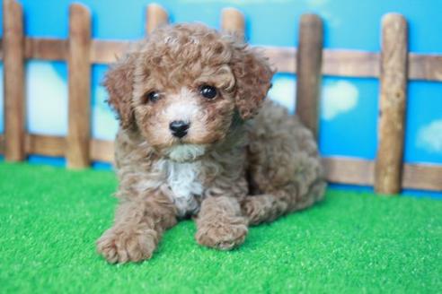 成約済の滋賀県のトイプードル-31471の1枚目