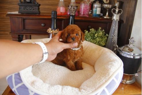 成約済の埼玉県のトイプードル-31327の2枚目