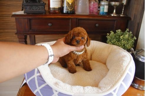 成約済の埼玉県のトイプードル-31327の4枚目