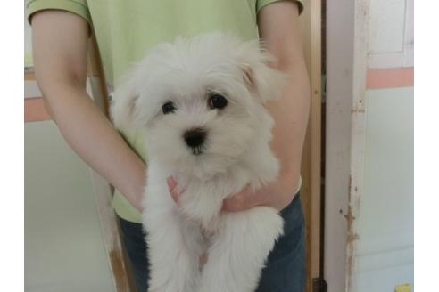 成約済の福岡県のマルチーズ-31500の1枚目