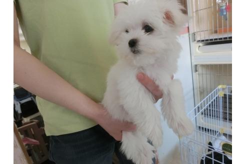 成約済の福岡県のマルチーズ-31500の3枚目