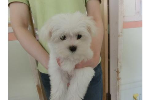 成約済の福岡県のマルチーズ-31500の4枚目