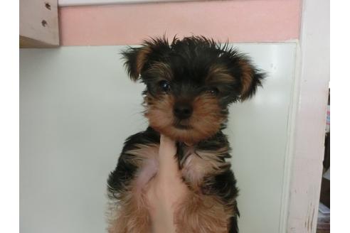 成約済の福岡県のヨークシャーテリア-30630の3枚目