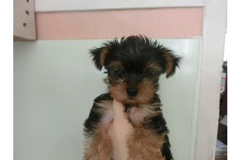 成約済の福岡県のヨークシャーテリア-30630の4枚目