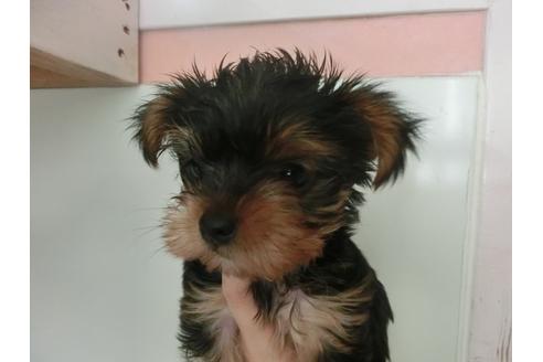 成約済の福岡県のヨークシャーテリア-30630の2枚目