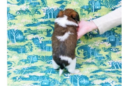 成約済の千葉県のパピヨン-31509の4枚目