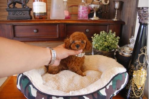 成約済の埼玉県のトイプードル-31515の1枚目