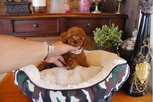 成約済の埼玉県のトイプードル-31515の2枚目