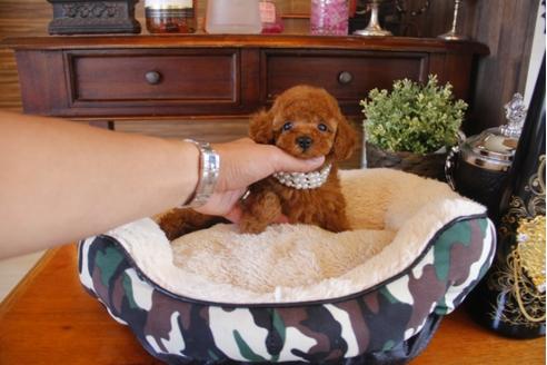 成約済の埼玉県のトイプードル-31515の3枚目