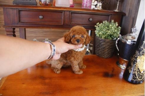 成約済の埼玉県のトイプードル-31515の4枚目