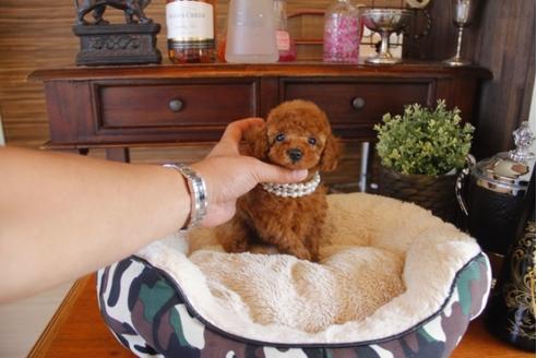 成約済の埼玉県のトイプードル-31515の5枚目