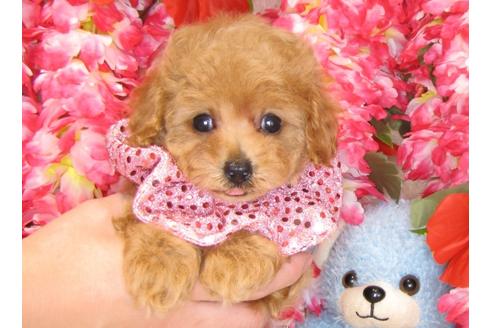 成約済の茨城県のトイプードル-31531の1枚目