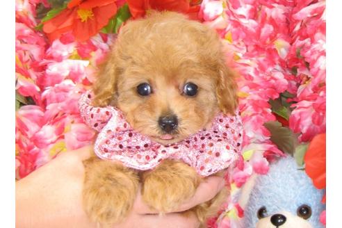 成約済の茨城県のトイプードル-31531の2枚目