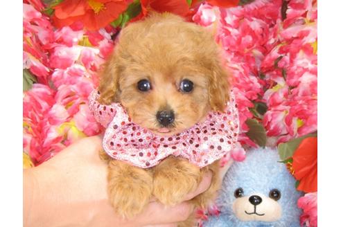 成約済の茨城県のトイプードル-31531の3枚目