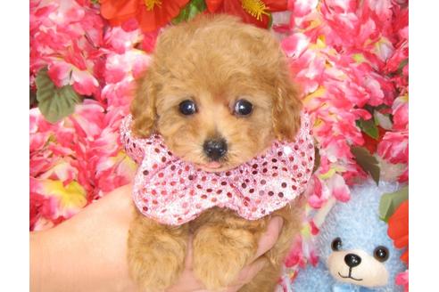 成約済の茨城県のトイプードル-31531の4枚目