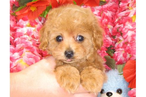 成約済の茨城県のトイプードル-31531の5枚目