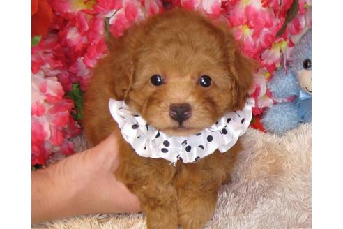 成約済の茨城県のトイプードル-31532の4枚目