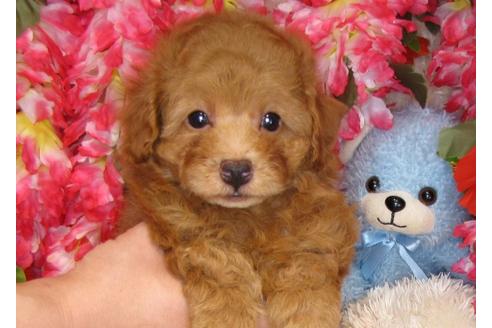 成約済の茨城県のトイプードル-31532の1枚目
