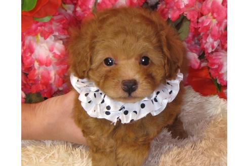 成約済の茨城県のトイプードル-31532の2枚目