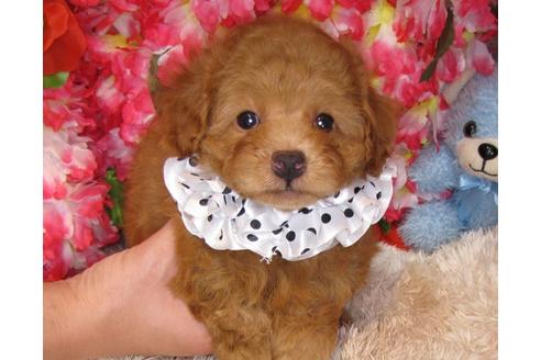 成約済の茨城県のトイプードル-31532の3枚目