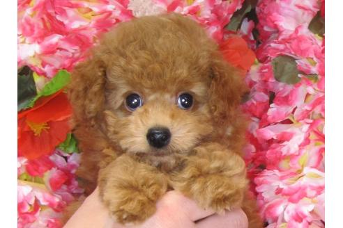 成約済の茨城県のトイプードル-31533の5枚目