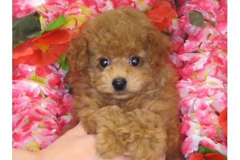 成約済の茨城県のトイプードル-31533の1枚目