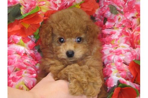 成約済の茨城県のトイプードル-31533の2枚目