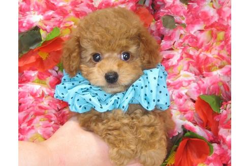 成約済の茨城県のトイプードル-31533の3枚目
