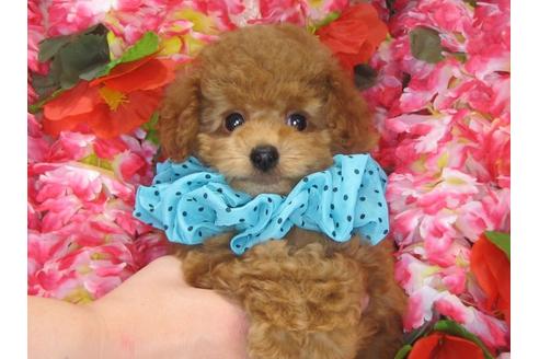 成約済の茨城県のトイプードル-31533の4枚目