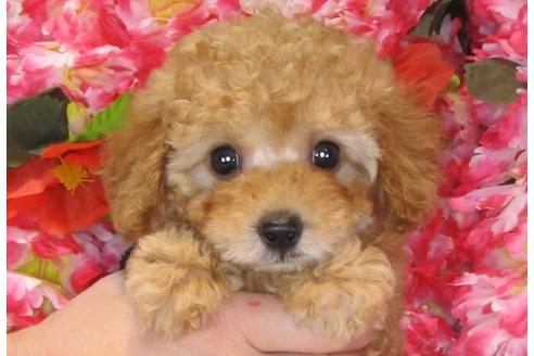 成約済の茨城県のトイプードル-31534の1枚目