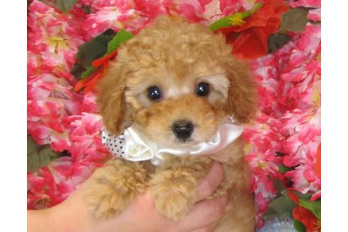 成約済の茨城県のトイプードル-31534の2枚目