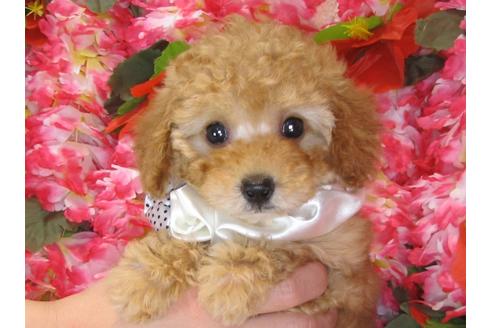 成約済の茨城県のトイプードル-31534の4枚目