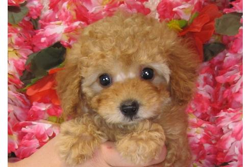 成約済の茨城県のトイプードル-31534の5枚目